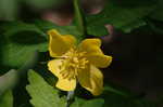 Celadine poppy